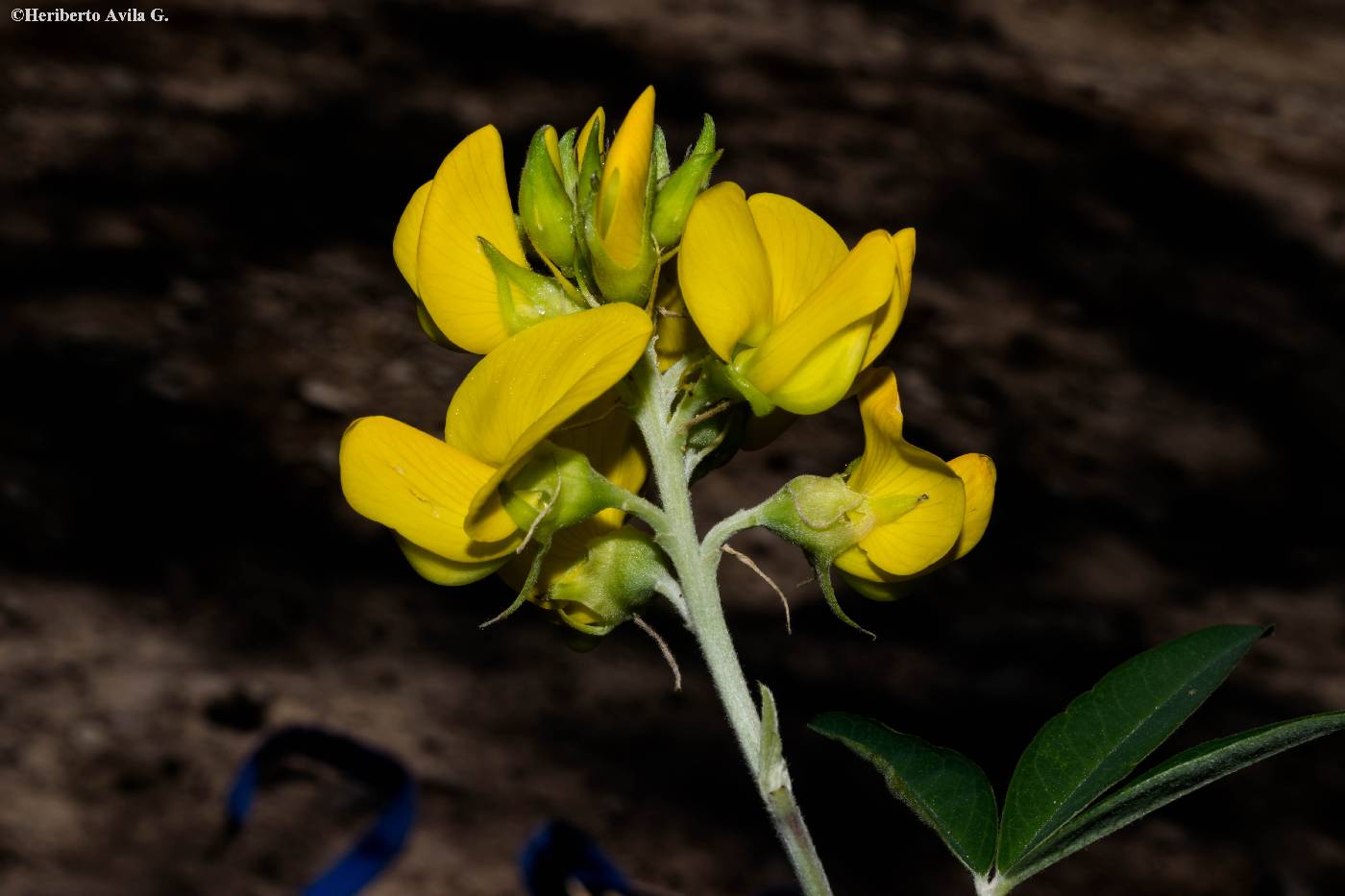 Crotalaria micans image