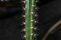 Disocactus speciosus image