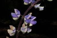 Lupinus exaltatus image