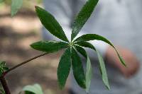 Lupinus exaltatus image