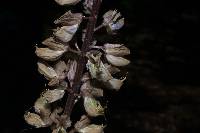 Lupinus exaltatus image