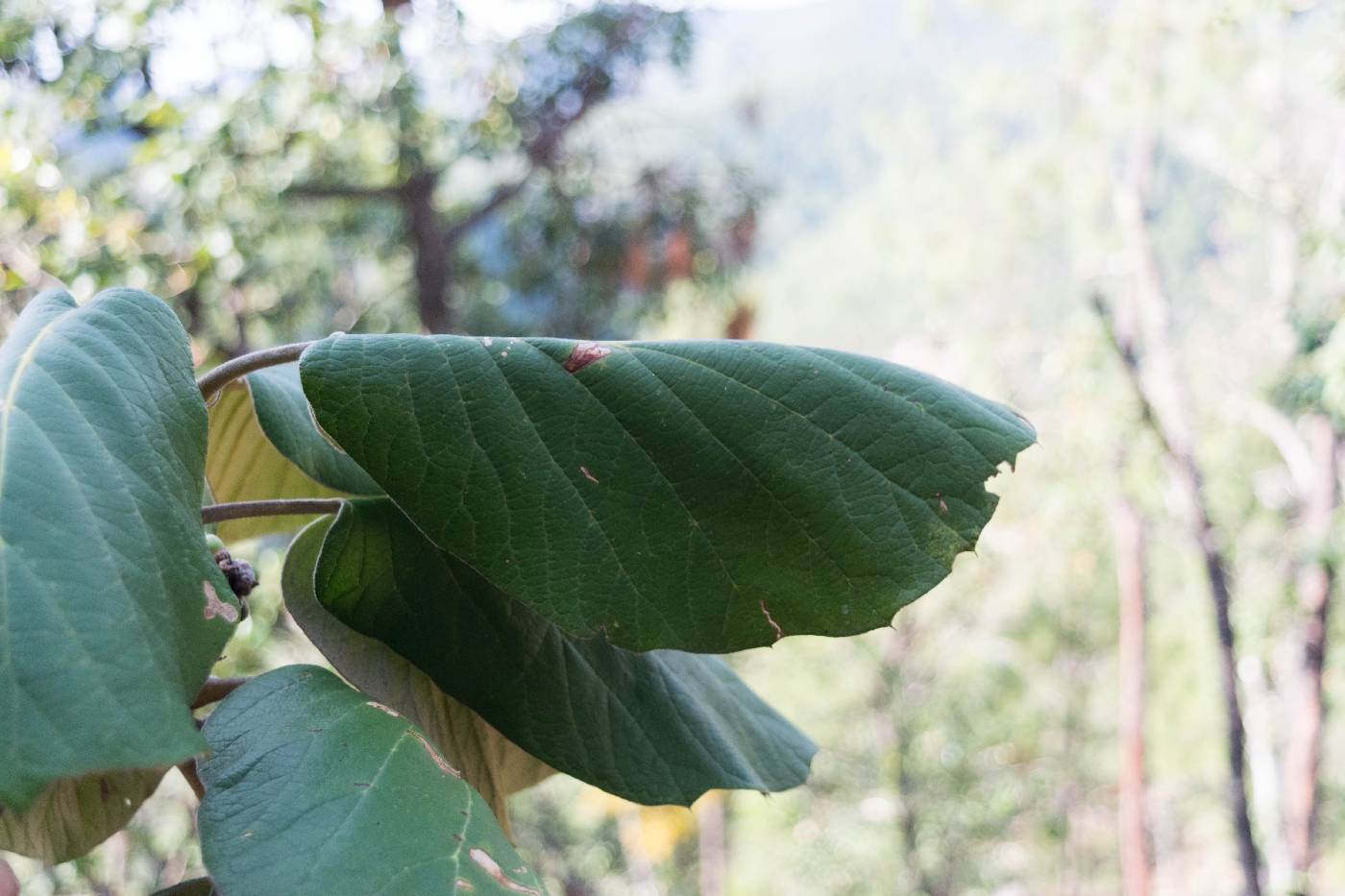 Quercus urbanii image