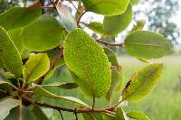 Arbutus madrensis image