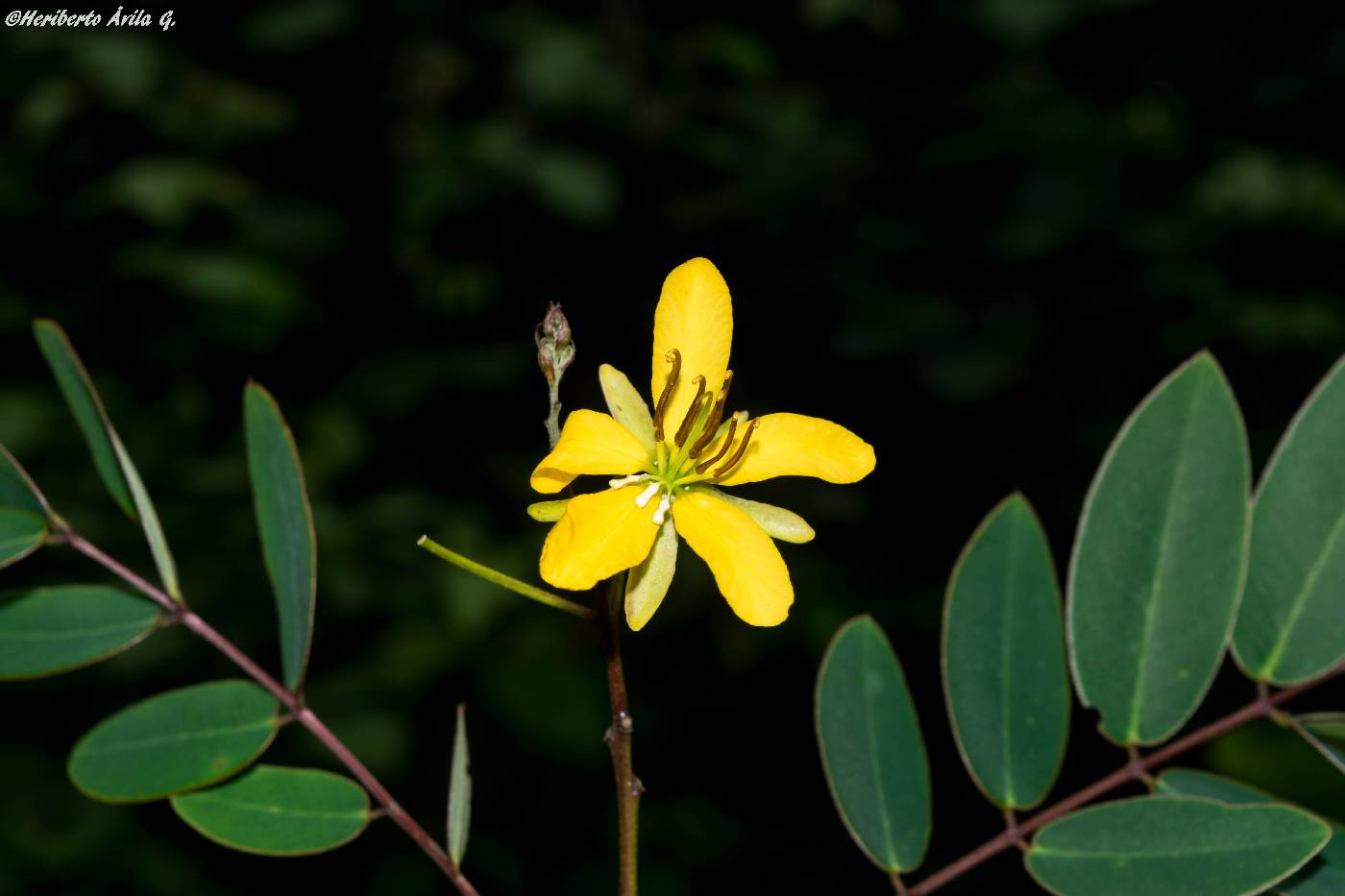 Senna foetidissima image