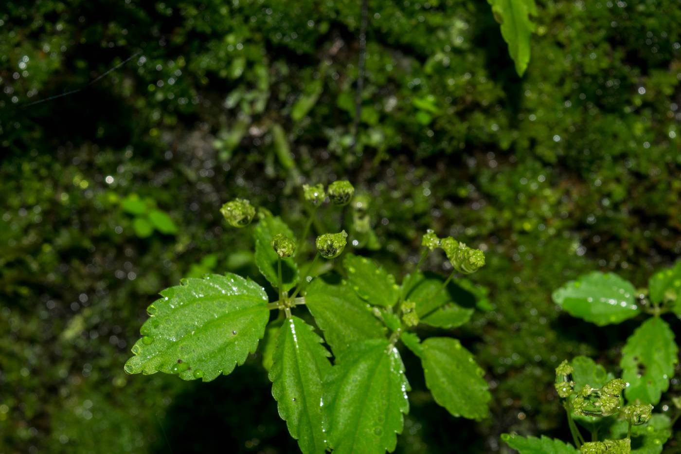 Pilea skutchii image