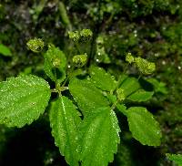 Pilea skutchii image