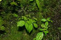 Pilea skutchii image