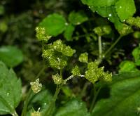 Pilea skutchii image