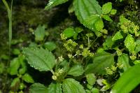 Pilea skutchii image