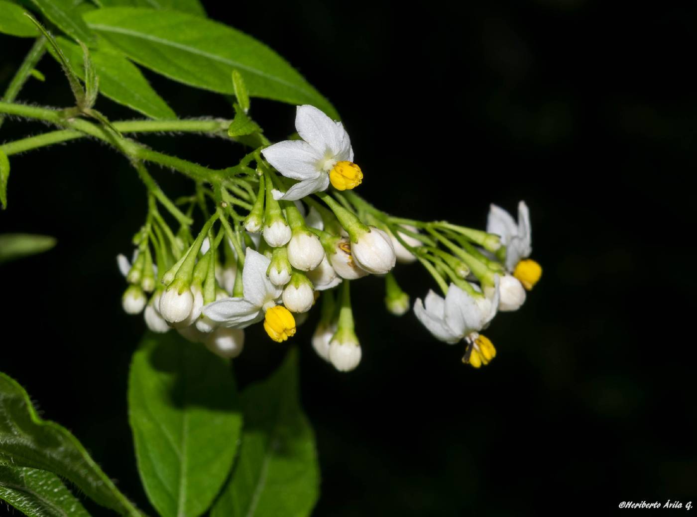 Solanum appendiculatum image