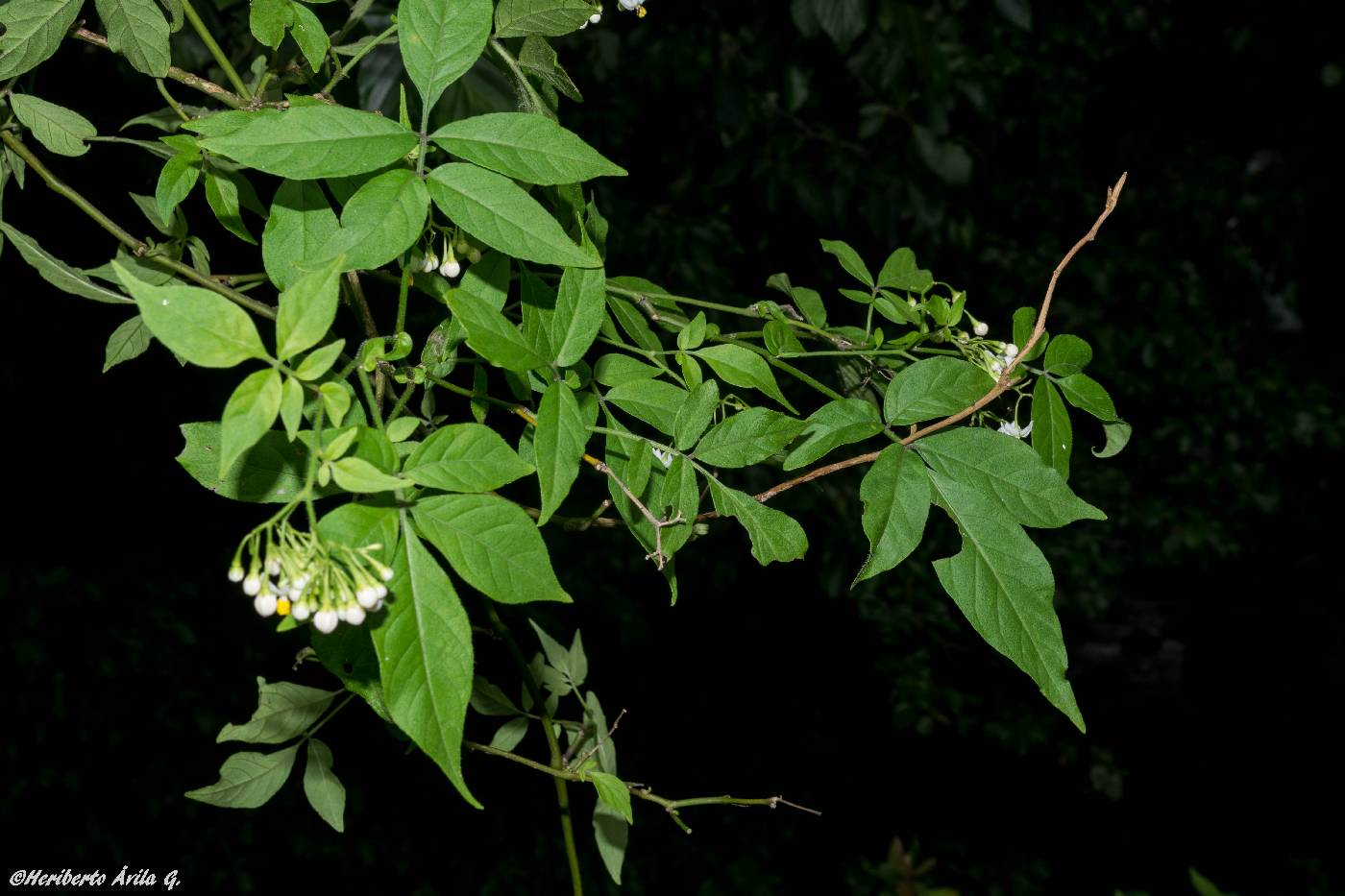 Solanum appendiculatum image