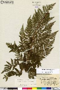 Dryopteris expansa image