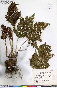 Dryopteris campyloptera image