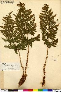 Dryopteris campyloptera image