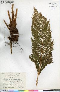 Dryopteris campyloptera image