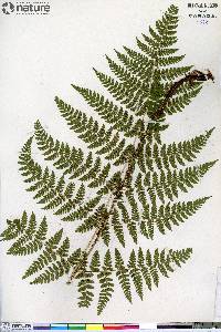 Dryopteris campyloptera image