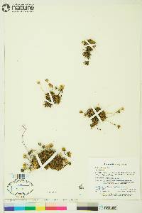 Diapensia lapponica image