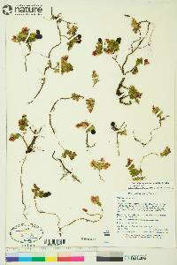 Vaccinium vitis-idaea subsp. minus image