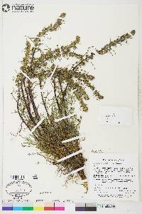 Artemisia borealis subsp. borealis image