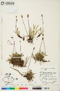 Plantago canescens image
