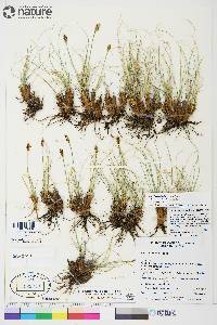 Carex borealipolaris image