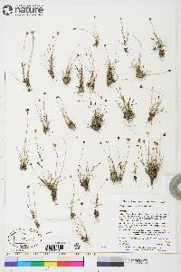 Juncus albescens image