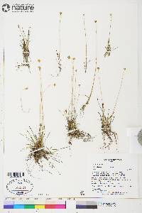 Juncus albescens image