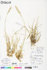 Leymus mollis subsp. villosissimus image