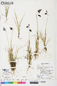 Carex atrofusca image