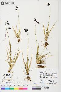 Carex atrofusca image