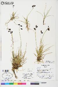 Carex atrofusca image