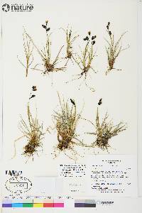 Carex atrofusca image