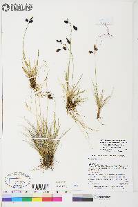 Carex atrofusca image