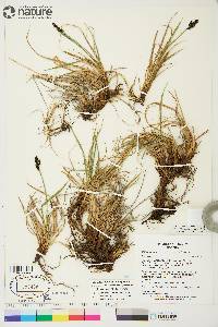 Carex bigelowii subsp. lugens image