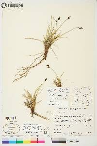 Carex bigelowii image