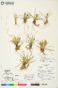 Carex krausei image