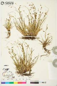 Carex krausei image