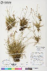 Carex capillaris image