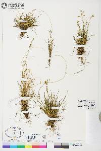 Carex capillaris image