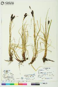 Carex membranacea image