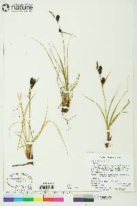 Carex membranacea image