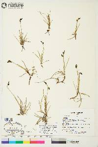 Carex rariflora image