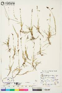 Carex rariflora image