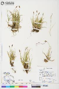 Carex rupestris image