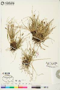 Carex scirpoidea image