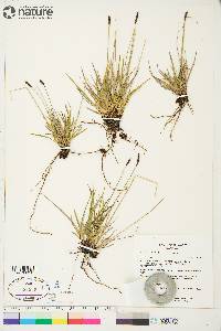 Carex scirpoidea image