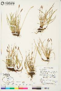 Carex scirpoidea image