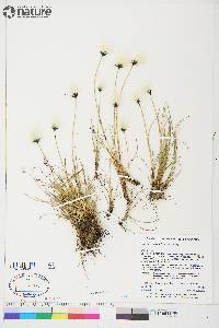 Eriophorum callitrix image