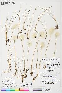 Eriophorum scheuchzeri image