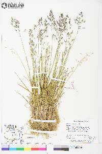 Poa arctica image